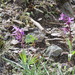 Orchis × sezikiana - Photo (c) Ronald Flipphi, some rights reserved (CC BY-SA), uploaded by Ronald Flipphi