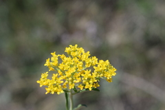Odontarrhena muralis