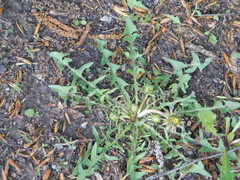 Taraxacum officinale