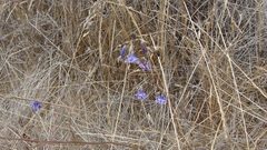 Conanthera trimaculata