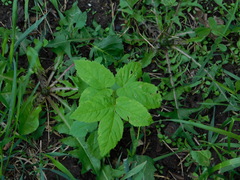 Aegopodium podagraria