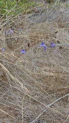 Conanthera trimaculata