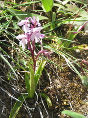 Orchis × sezikiana