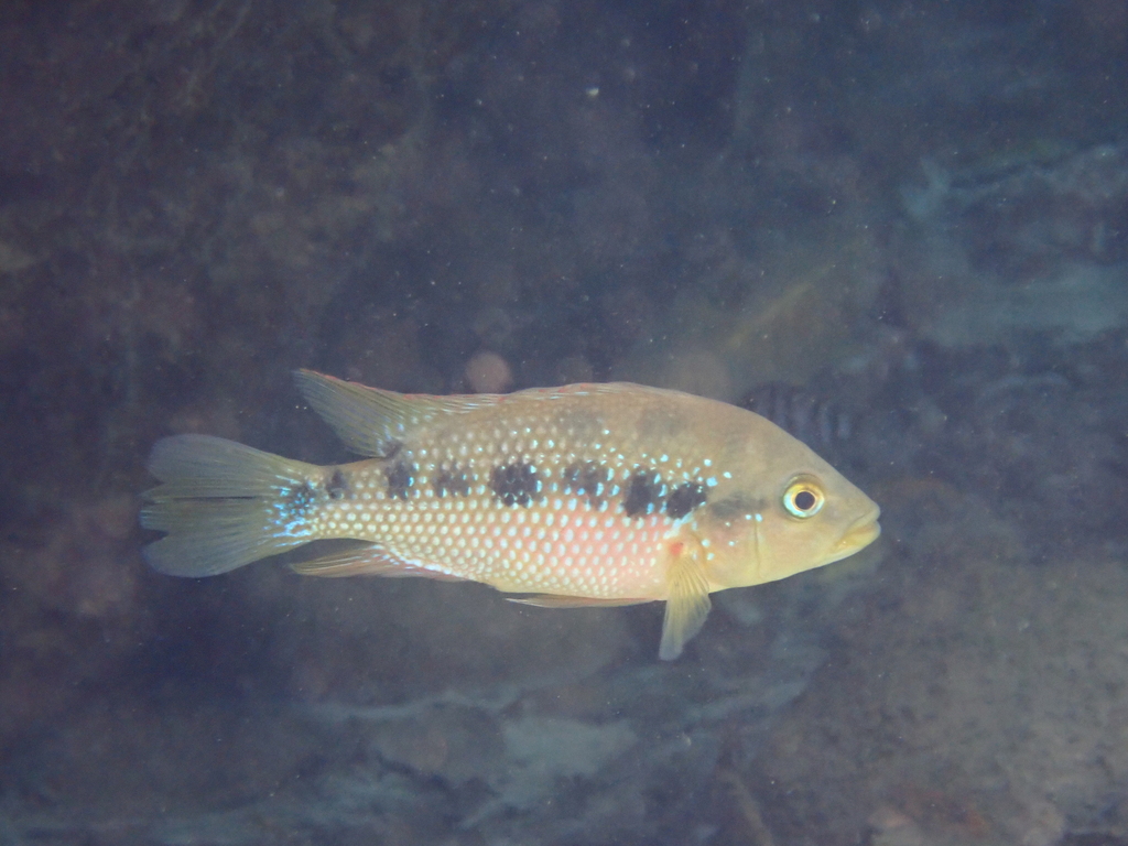 Istla cichlid (Cichlasoma istlanum) — Cichlidae