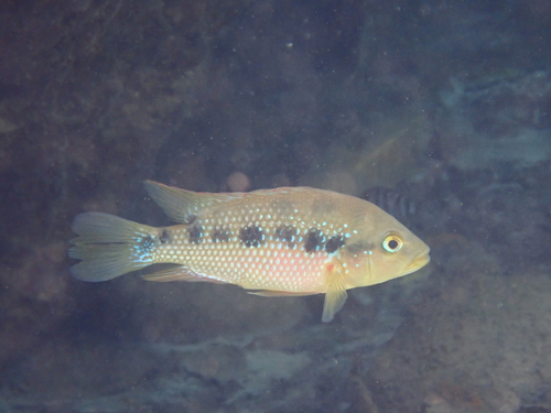 Istla cichlid (Cichlasoma istlanum) — Cichlidae