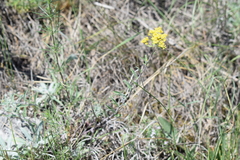 Odontarrhena muralis