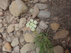 Perideridia gairdneri