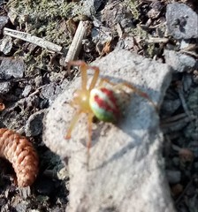 Araneus bivittatus