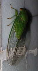 Chremistica ochracea