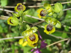 Ophrys lutea phryganae