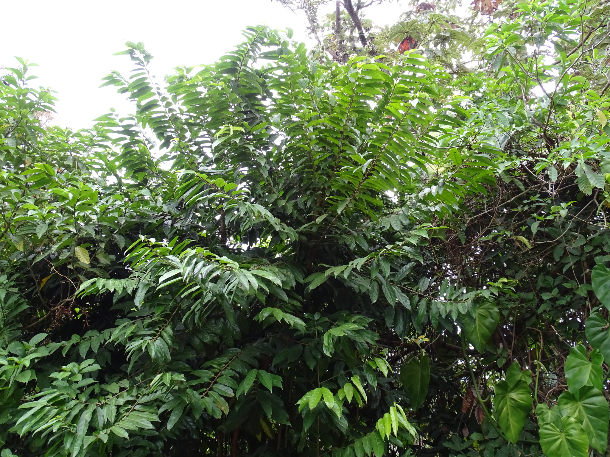 Imagem de Pimenta-de-macaco