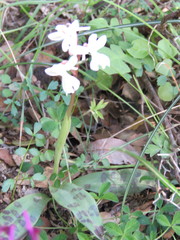 Orchis × sezikiana