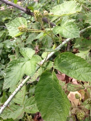 Rubus ursinus macropetalus