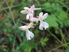 Orchis × sezikiana