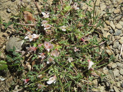 Trifolium uniflorum