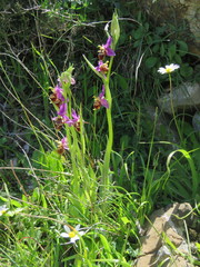 Ophrys heldreichii