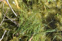 Ficinia fascicularis