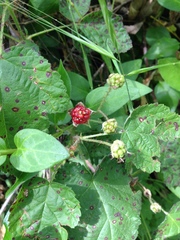 Rubus ursinus macropetalus