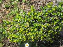 Euphorbia acanthothamnos