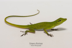 Anolis chloris