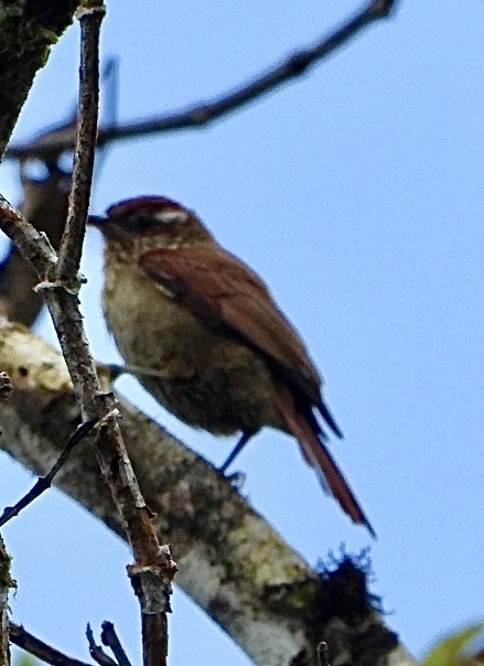 Spectacled Prickletail photo