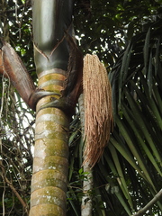 Oenocarpus bacaba