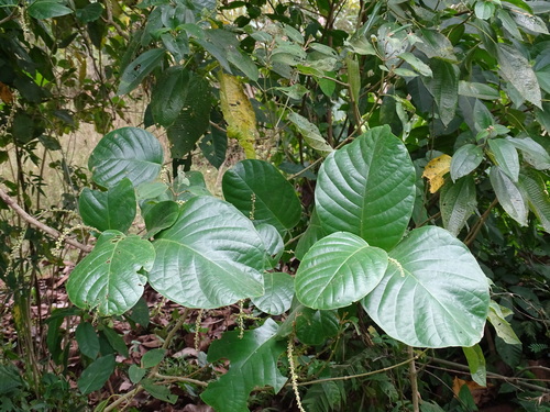Coccoloba caracasana, photograph 3