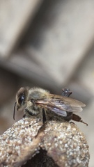 Apis mellifera