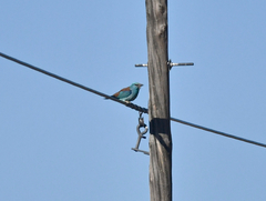 Coracias garrulus garrulus