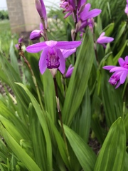 Bletilla striata