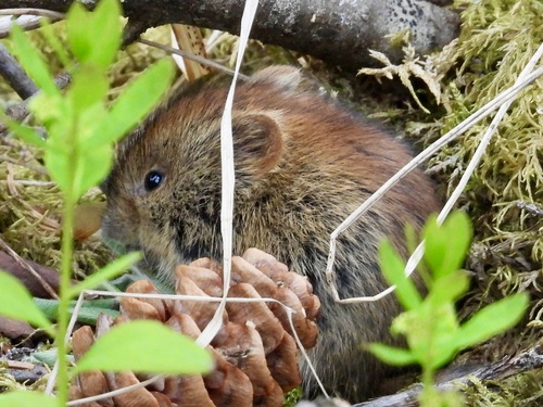 Northern Red-backed Vole, Denali National Park & Preserve, Healy, AK, US, photo 5 of 10
