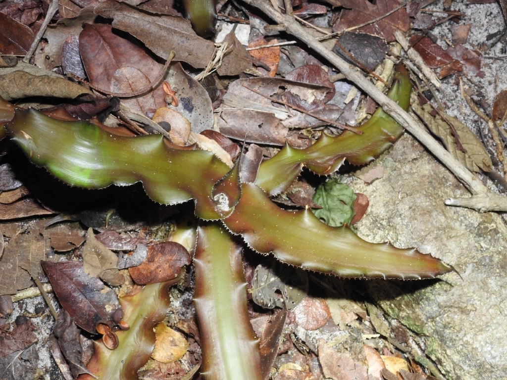 Foto de Língua-de-serpente