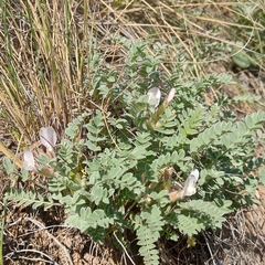 Astragalus testiculatus