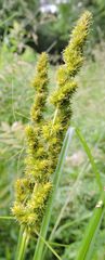 Carex stipata