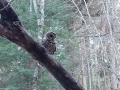 Strix occidentalis lucida