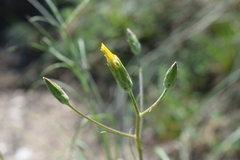Pseudopodospermum strictum