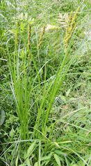 Carex stipata