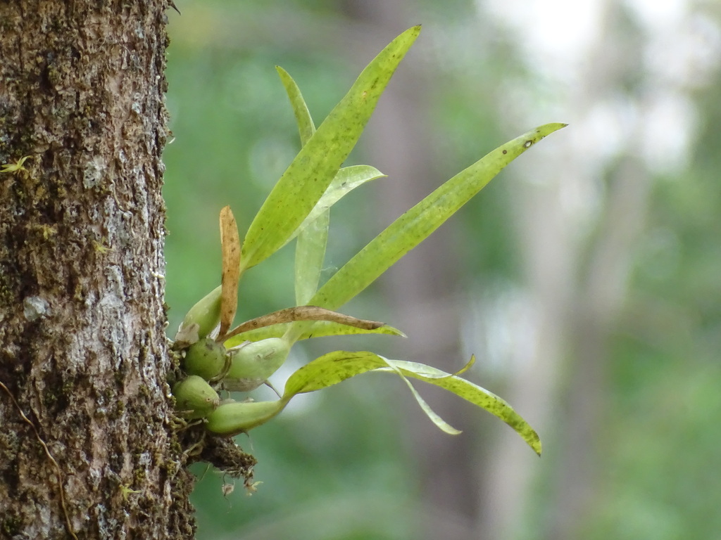 Prosthechea chacaoensis