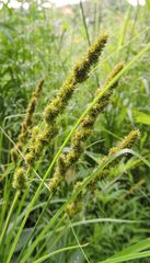 Carex stipata