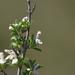 Leucas capensis - Photo (c) Rob Palmer, algunos derechos reservados (CC BY-NC-SA), uploaded by Rob Palmer