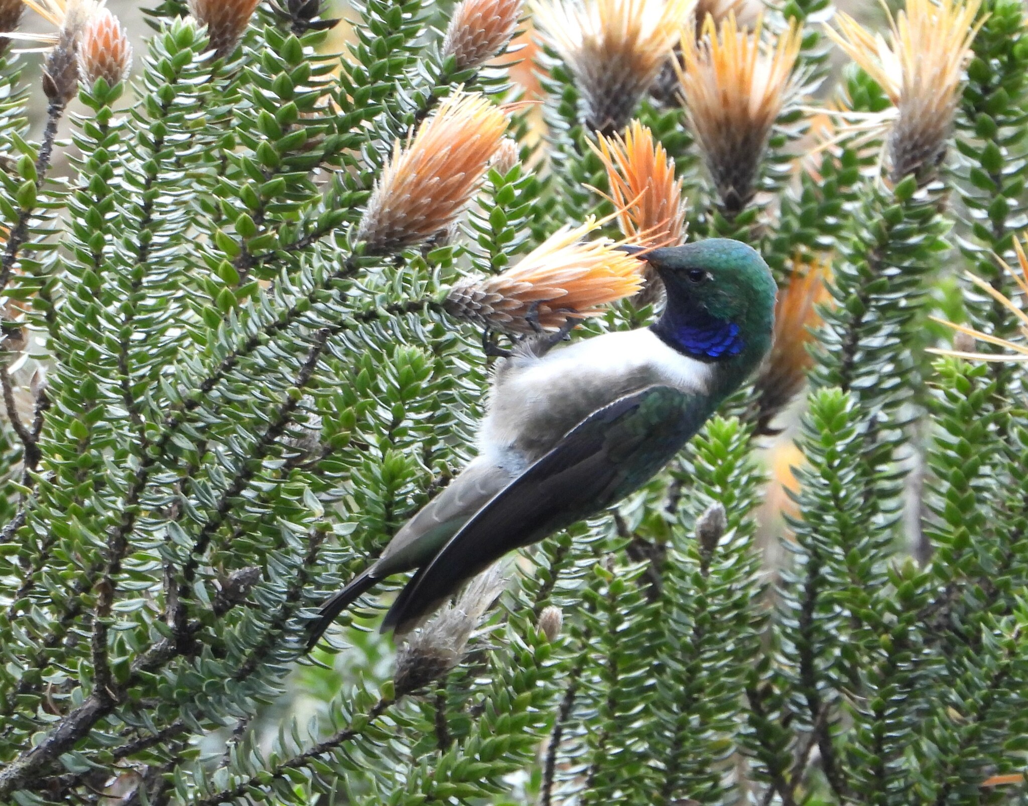 Oreotrochilus cyanolaemus image