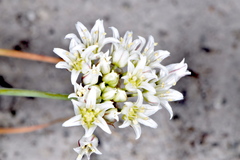 Allium macropetalum