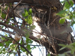 Megascops kennicottii