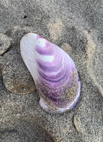 Northern Horse Mussel