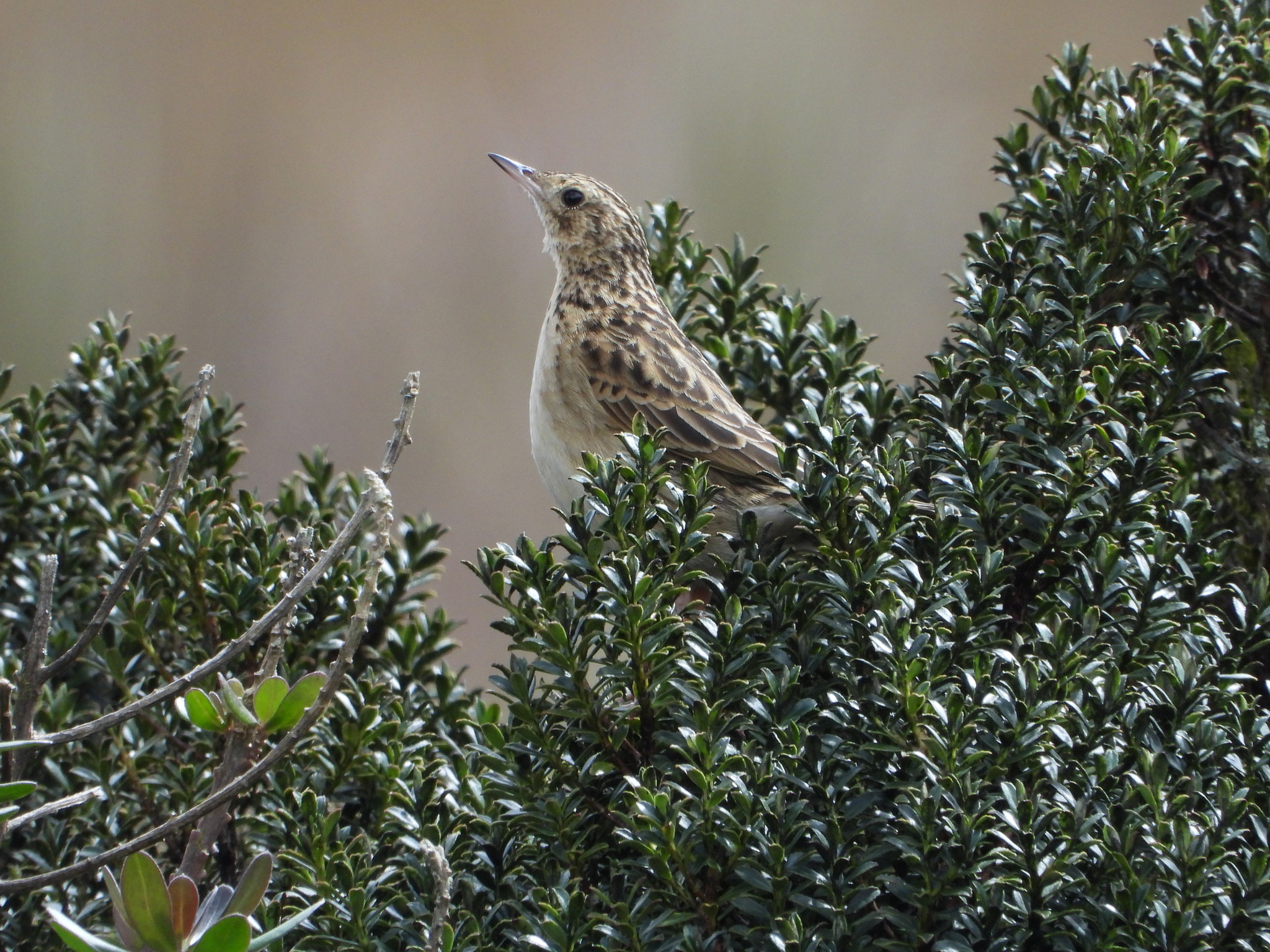 Anthus bogotensis image