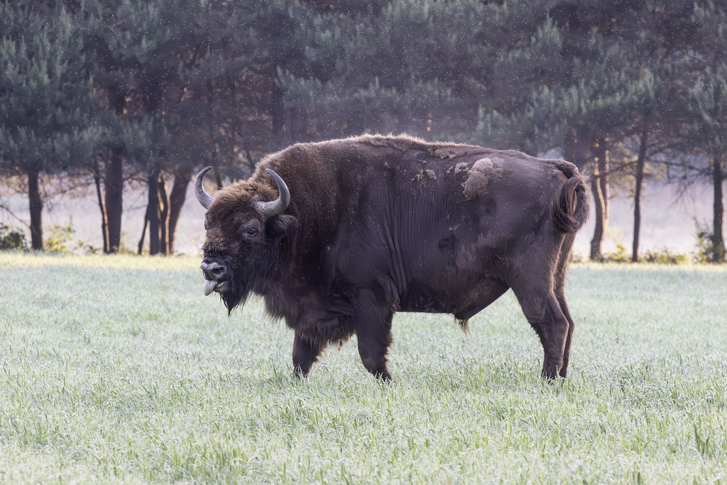 European Wisent