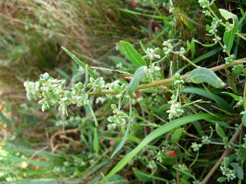 Atriplex fera