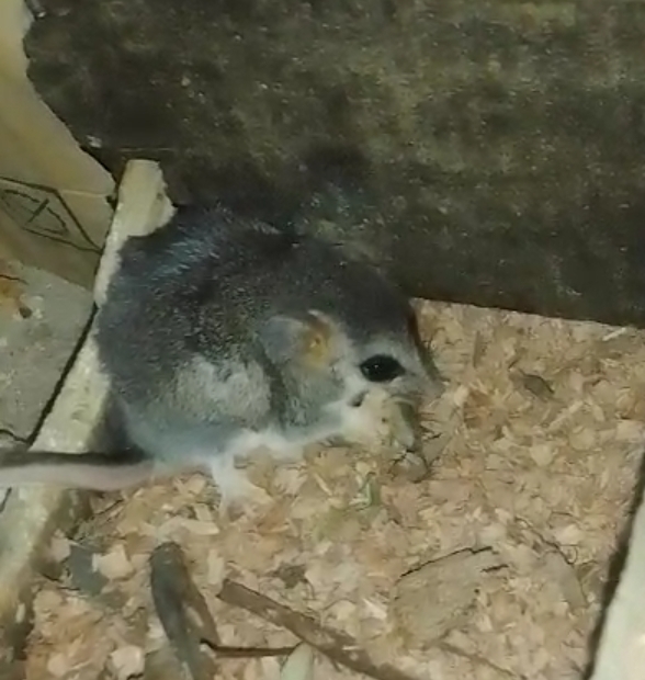 Small Fat-tailed Opossum