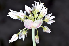 Allium macropetalum