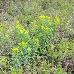 Euphorbia semivillosa